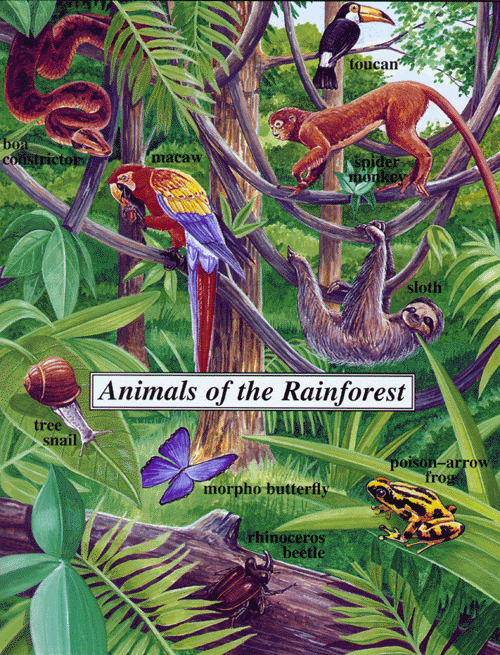 animals in rainforest. Images Of Rainforest Animals.