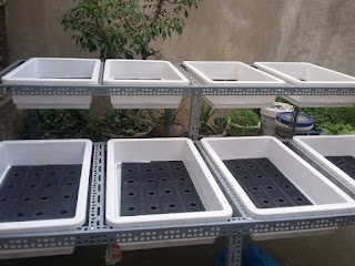 Khay nhựa trồng rau sạch tại Phú Quốc khay nhua trong rau thong minh co luoi tai phu quoc