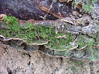 Phellinus conchatus