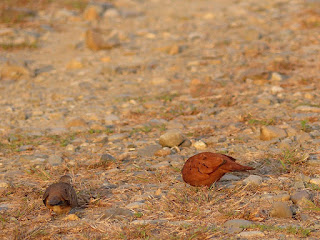 Colombe rousse - Columbina talpacoti 