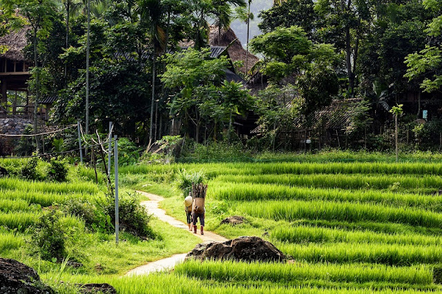 Discovery of Pu Luong in rice ripening season