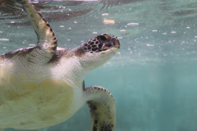 Aquarium of the Pacific helping turtles