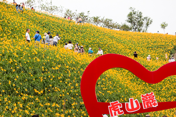 彰化花壇虎山巖(虎山岩)三級古蹟金針花海開滿山頭免費參觀