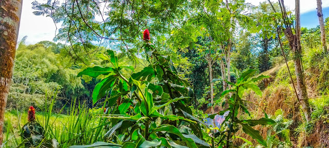 Flores en el recorrido