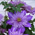 Lilac Blue Flowers Highlighted