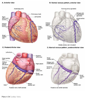 veins and arteries of body. soon as arteries, veins,