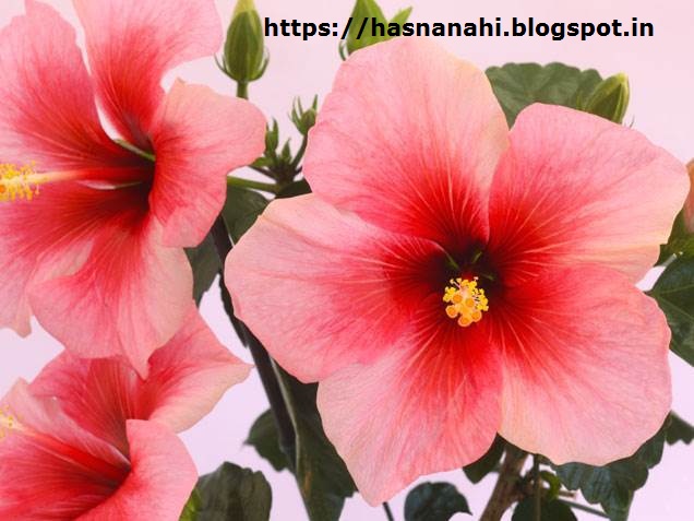 फूल का पौधा – Flower story in hindi