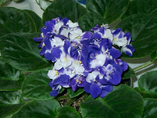 African Violet