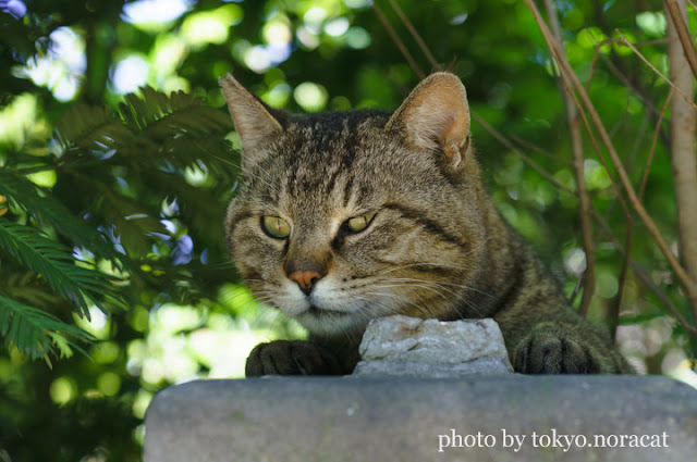 野良猫写真