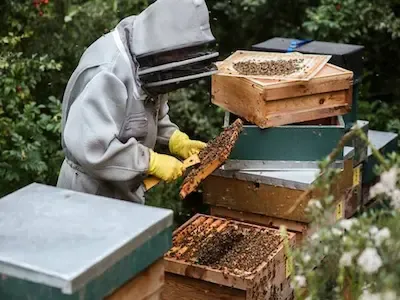 أهمية عسل النحل و فوائده The importance of bee honey