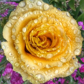 Rosa