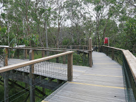 inside the koala boardwalk