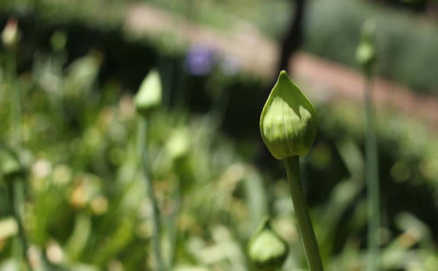 African Lily Flowers Pictures