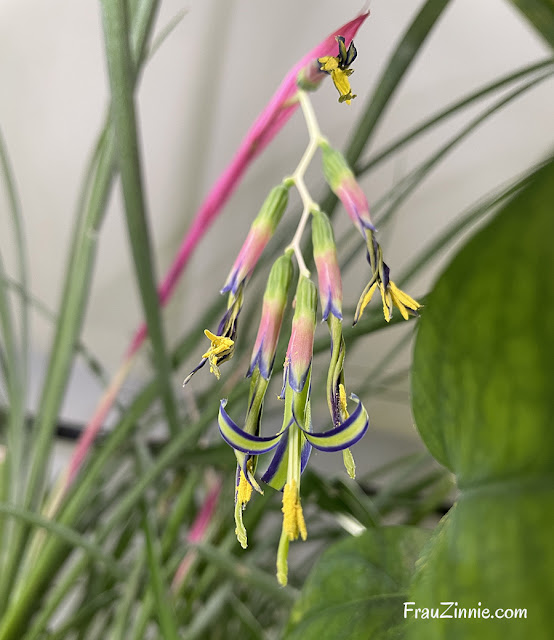 Billbergia nutans blooms.