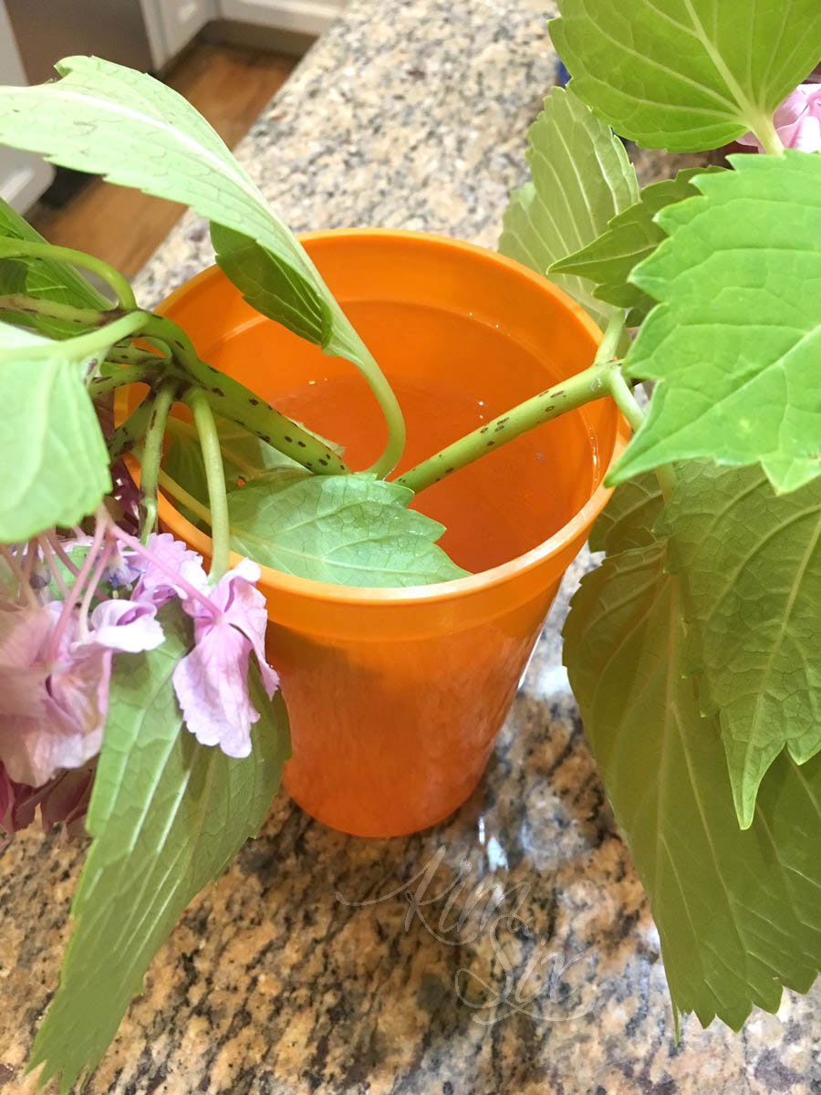 The trick for perking up wilted cut hydrangeas