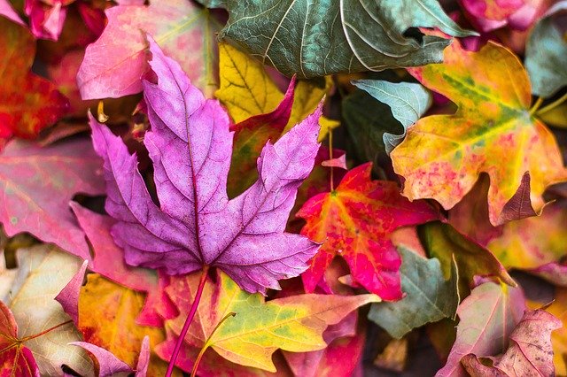 Colores de otoño