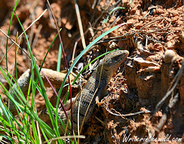 Alligator Lizard