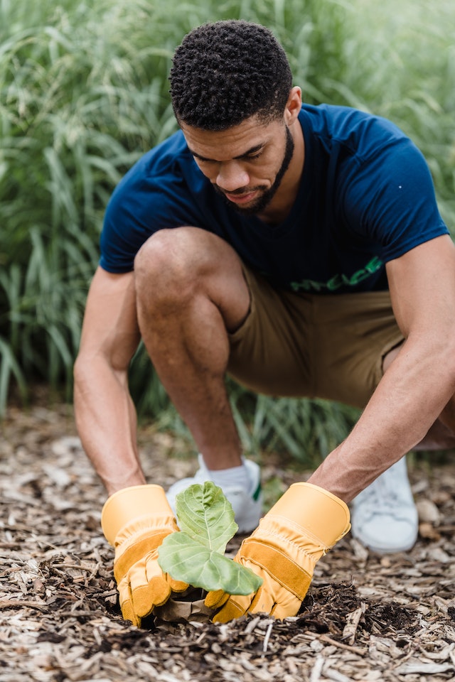 planting