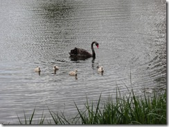 Schwanenbabys