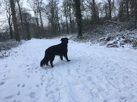 Wilka staat op bospad in de sneeuw