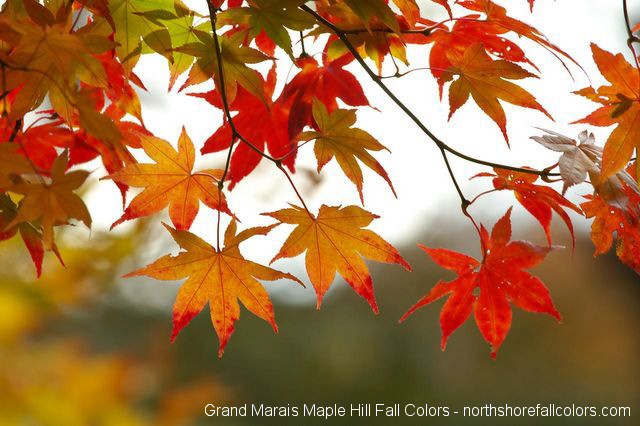 pictures of leaves to color. Leaves change color due to shifting rhythm of the day and night.