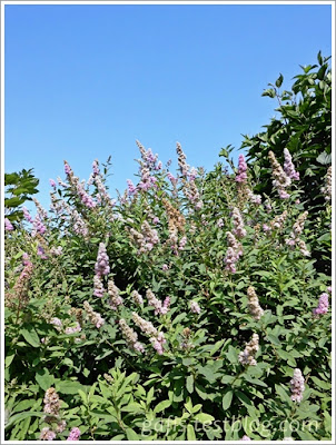 Wolkenloser, blauer Sommer-Himmel