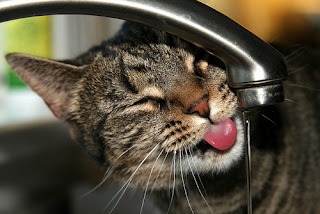 Cute and Pet Animals Pics of Funny Cats Photos Drinking Water