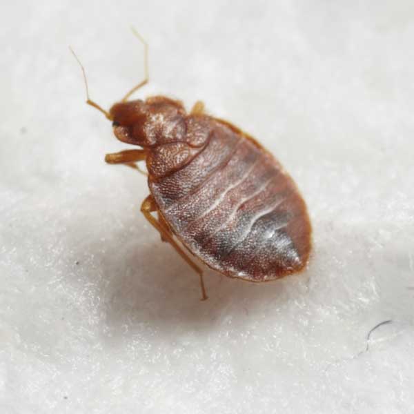 Female Bed Bugs