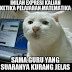 48+ Meme Kucing Lucu Bikin Ngakak