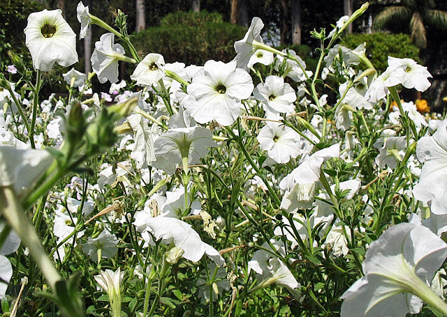 close-up of white flower bed