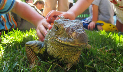 Conheça a Herpetologia