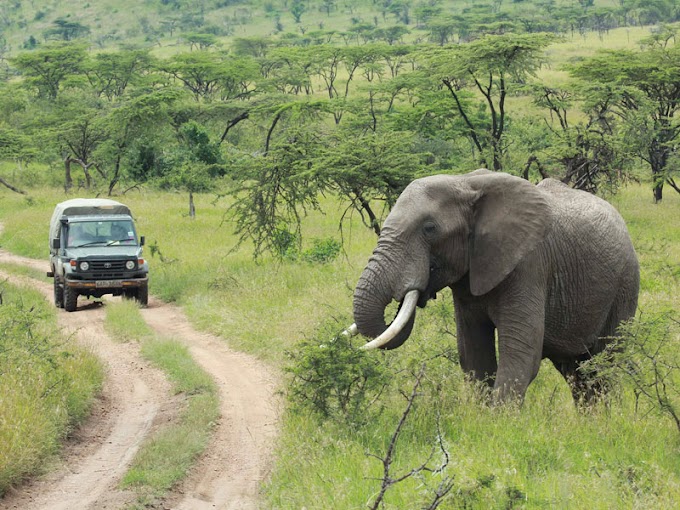 These are  the best National Parks to visit in Tanzania all the times