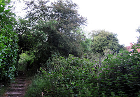 My bat-watching station, 1 June 2011.