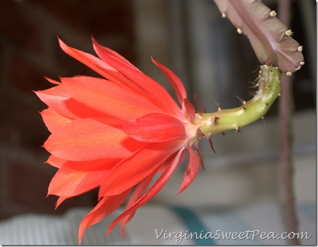 Epiphyllum2