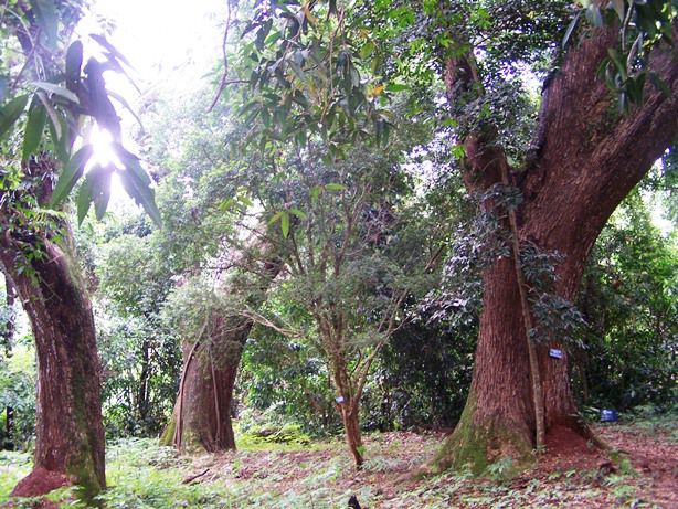 EKOGEO KEMENYAN TANAMAN  HUTAN UNTUK INDUSTRI OBAT 