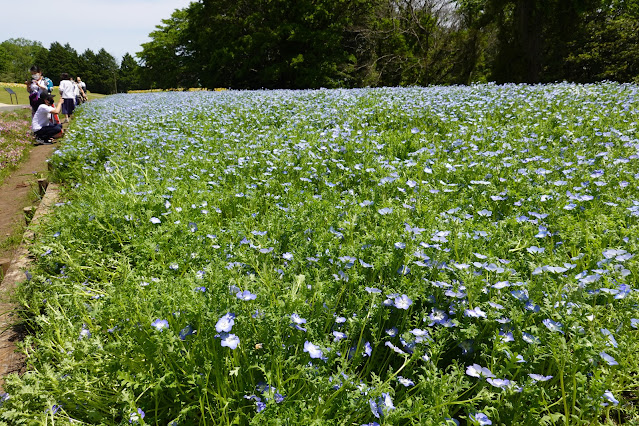 鳥取県西伯郡南部町鶴田 とっとり花回廊 花の丘