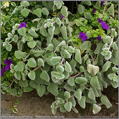Plectranthus argentatus - Plektrantus srebrzysty