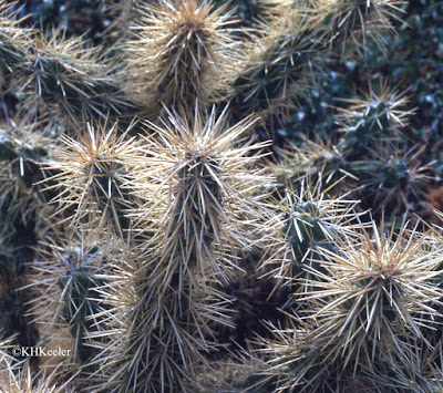 prickly pear cactus