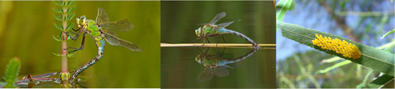 Las etapas larvarias de la libélula ocurren en el agua.
