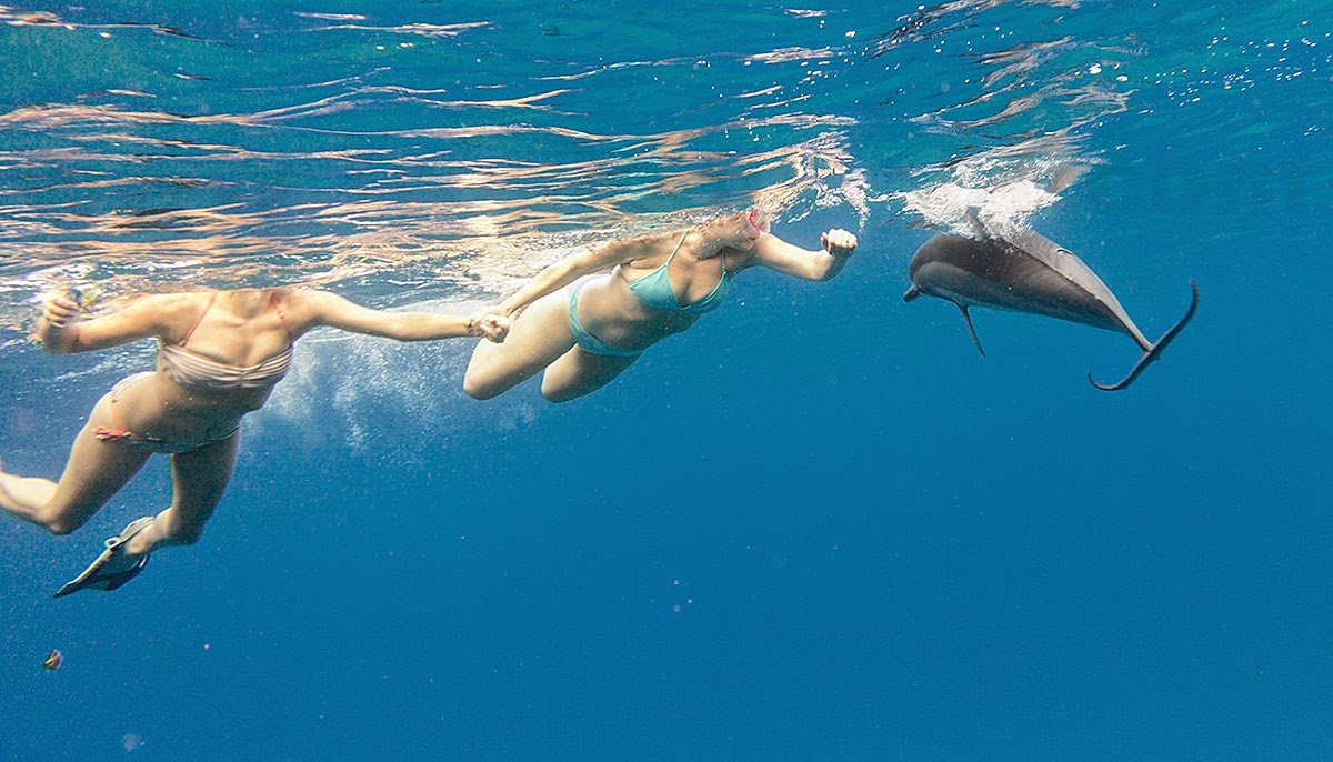 http://www.tropicallight.com/water/dolphins/08jan15dolphins/08jan15dolphins.html