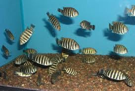 Tilapia Fish Pictures