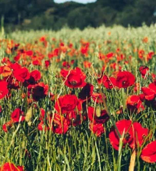 Poppy Flower