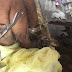 SANTO DOMINGO: Denuncian agentes del 911 rechazan llevar hombre con gusanos en la pierna en Guerra