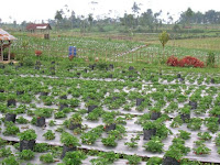 Wisata Menarik Kebun Strawberry Di Pratin - Purbalingga