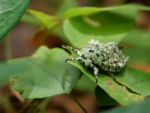 Daseochaeta viridis