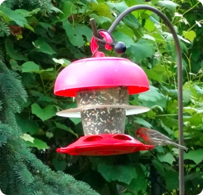 female cardinal