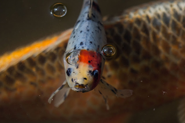 Fische im Teich