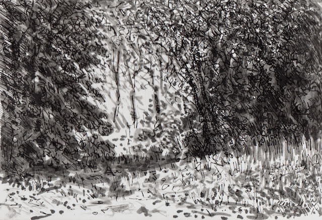 Ink sketch on white paper of path leading into woods, light streaming through trees and foliage