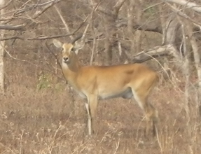 bush buck