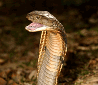 king cobra hewan paling beracun di dunia